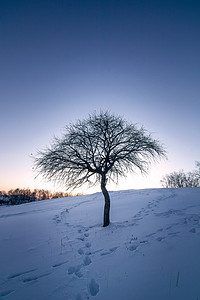 冬天大寒雪地剪影