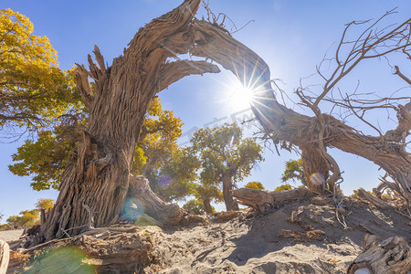 额济纳胡杨林白天胡杨枯树太阳沙漠景区摄影图配图