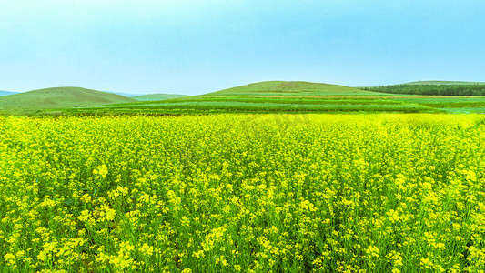 摄影照片_油菜花种植上午油菜花风景旅游摄影图配图