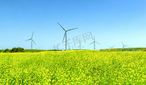 雷电团素材摄影照片_油菜花种植上午耕地田园素材摄影图配图