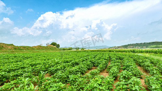 山村农田植物上午马铃薯耕地素材摄影图配图