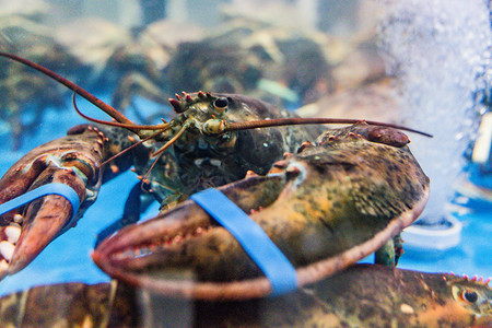 海鲜海产水产波士顿龙虾生鲜食材摄影图配图