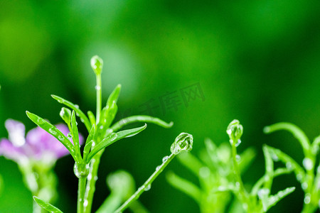 雨水节气白天满天星花草室外满天星雨滴摄影图配图