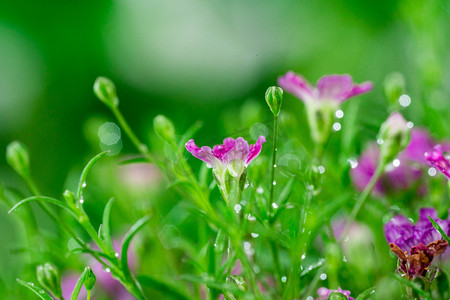 雨水节气白天满天星花草室外花草雨滴摄影图配图