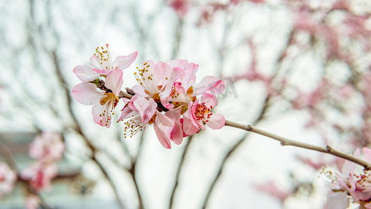 浪漫粉色桃花摄影照片_春天植物三月桃花开自然风景摄影图