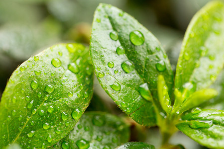 自然风景植物绿色下雨雨季清新摄影图配图