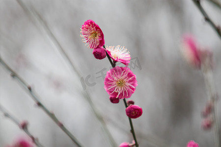 花骨朵冬天小寒植物红梅梅花摄影图配图