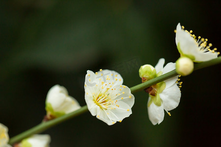 梅花摄影照片_腊八植物梅花清香风景摄影图配图