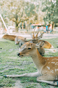 日本旅游摄影照片_小鹿休息白天小鹿日本公园旅拍摄影图配图