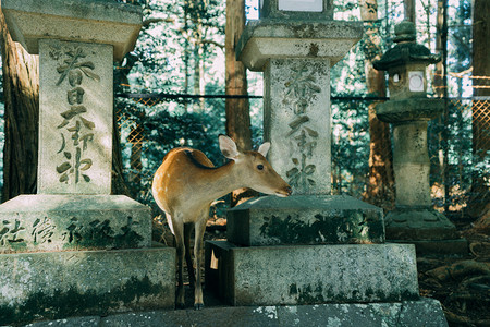 动物园上午晴天小鹿奈良神社日本旅拍摄影图配图
