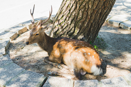 小鹿休息白天奈良小鹿日本公园旅拍摄影图配图