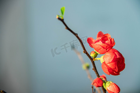 腊梅白天腊梅花朵植物室外腊梅红色花朵摄影图配图