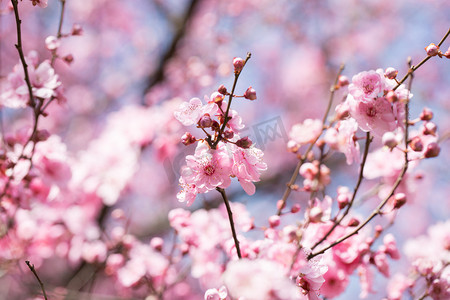 春天桃花浪漫粉嫩桃花摄影图配图