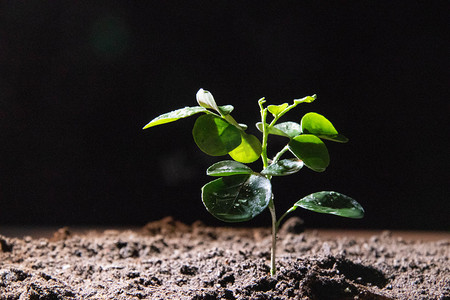 工具图片摄影照片_植树节3.12白天植树节室外植树节摄影图配图