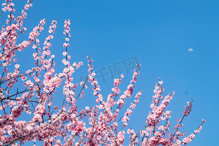 天空傍晚梅花蓝天开花摄影图配图