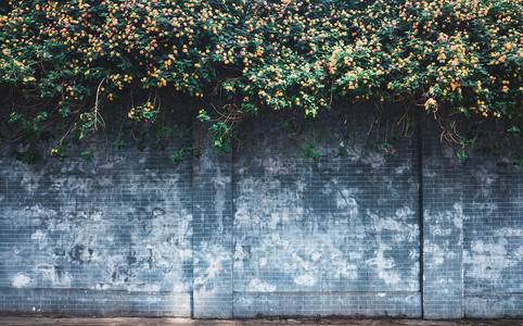 小清新绿叶花朵摄影照片_植物墙壁砖墙复古街景摄影图配图