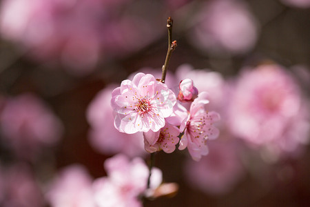 浪漫唯美粉色桃花摄影照片_特写春天桃花花蕊粉色摄影图配图