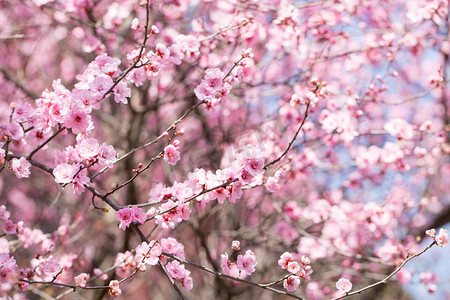 粉色唯美桃花摄影照片_立春桃花花卉粉嫩花丛摄影图配图