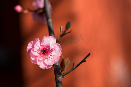 腊八送福摄影照片_梅花春天植物红墙盛开摄影图配图