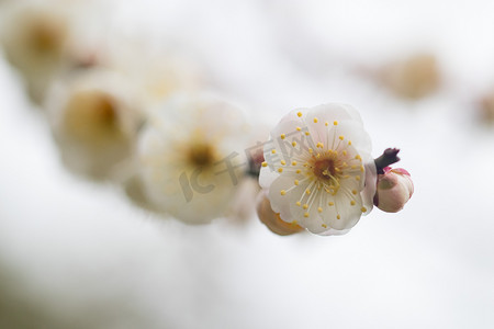 梅花下午植物风景枝条摄影图配图
