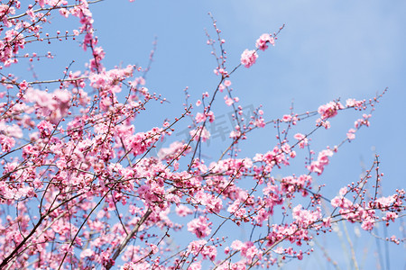 桃花粉色花卉蓝天白云摄影图配图