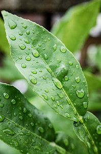 春季摄影照片_植物叶子绿叶水珠水滴摄影图配图