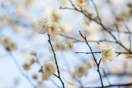 腊八送福摄影照片_腊梅春天植物自然绽放摄影图配图