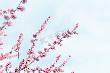 入春中午公园梅花赏花摄影图配图