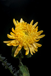 植物花卉摄影照片_植物花卉金菊花开黑背景摄影图配图