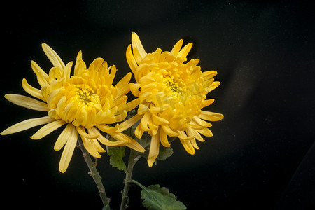 节日炮彩摄影照片_花卉娇嫩黄色菊花清明节日献花摄影图配图