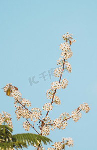 花草花卉植物摄影照片_花枝梨花春天花卉植物摄影图配图