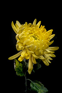 寒露节日摄影照片_清明时节代表花卉黄色菊花纪念摄影图配图