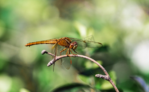 蜻蜓昆虫惊蛰春天绿植摄影图配图