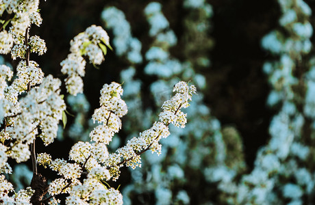 花草花卉植物摄影照片_春季立春梨花盛开花卉植物摄影图配图