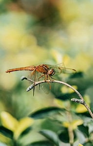 暖春惊蛰蜻蜓植物树枝摄影图配图