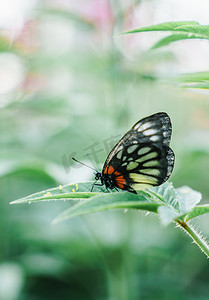 昆虫绿叶摄影照片_蝴蝶春天惊蛰植物绿叶摄影图配图