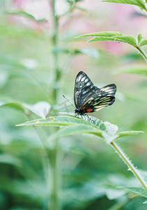 惊蛰春季植物蝴蝶昆虫摄影图配图