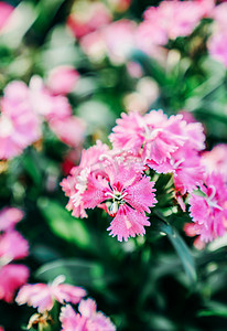 花卉鲜花花朵春季植物摄影图配图