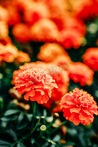 花草花卉植物摄影照片_花朵花卉植物赏花春季摄影图配图