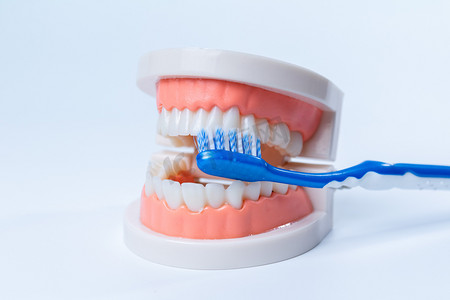 医疗室内牙齿刷牙模型棚拍静物摄影图配图