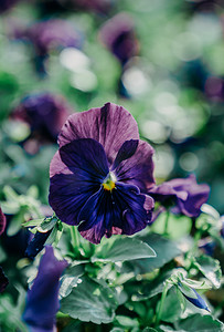 花草花卉植物摄影照片_花朵花卉植物春天紫花摄影图配图