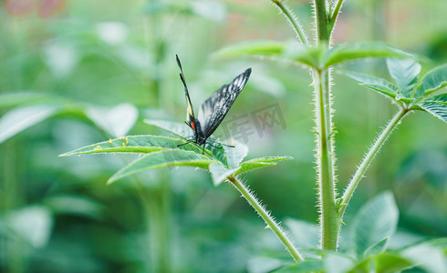 昆虫绿叶摄影照片_春天绿植植物蝴蝶叶子摄影图配图