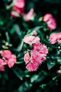 玫红摄影照片_春季花朵花卉赏花植物摄影图配图