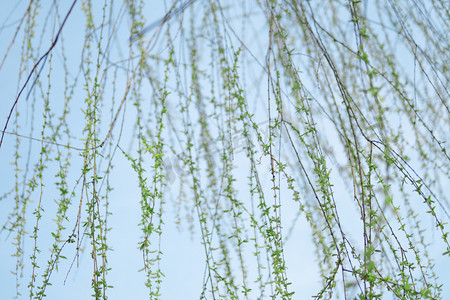 绿叶春摄影照片_春白天柳条公园下垂摄影图配图