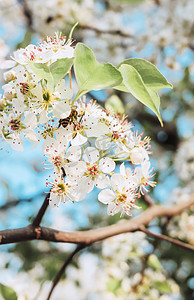 花-母亲节摄影照片_春天暖春花卉梨花花枝赏花摄影图配图