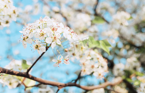 春日花摄影照片_梨花植物春季花开赏花摄影图配图