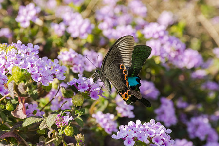 一只蝴蝶白天户外花丛中采蜜摄影图配图