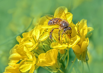 春天绿色背景蜜蜂采蜜摄影图配图