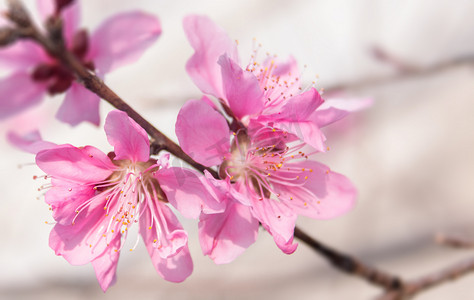 春天盛开桃花粉色花枝暖色摄影图配图