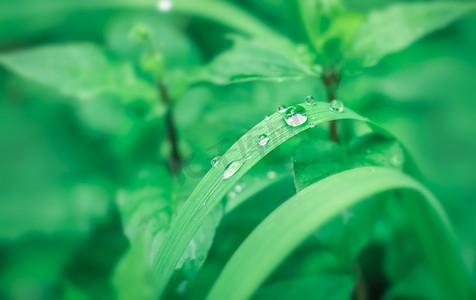 绿色植物雨后水珠水滴自然风景摄影图配图